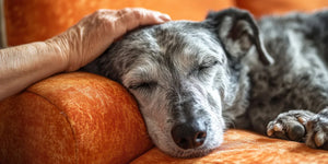 When should you start supporting your dog's brain health?