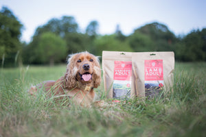 Grain Free Natural Dog Food